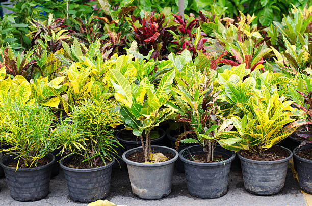 codiaeum variegatum in pentola al jatujak mercato, bangkok, tailandia - murraya paniculata foto e immagini stock