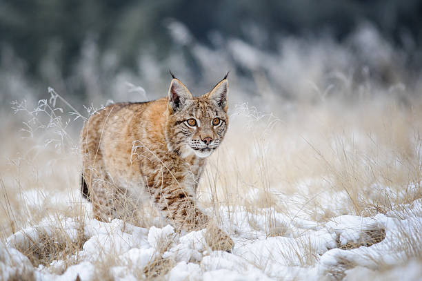 eurasischer luchs cub zu fuß auf schnee mit knallgelben gras - eurasian ethnicity stock-fotos und bilder