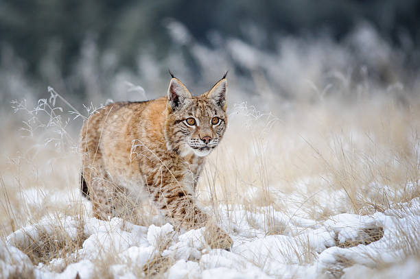 Eurasian lynx cub walking on snow with high yellow grass stock photo
