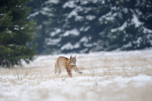 istock Running eurasian lynx cub on snowy ground 484258846