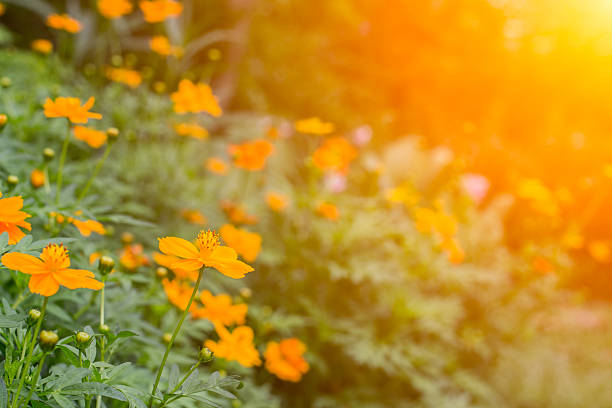 dzikie kwiaty w sunrise - orange ohio zdjęcia i obrazy z banku zdjęć