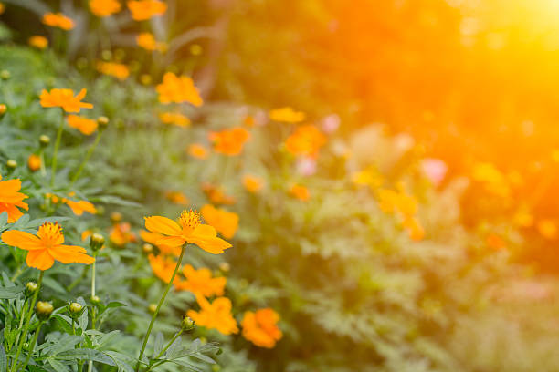 flores silvestres no nascer do sol - oh beautiful - fotografias e filmes do acervo