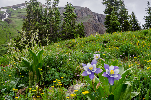 Purple and white columbine bloom in a field of wildflowers in the Ice Lake Basin near Silverton Colorado