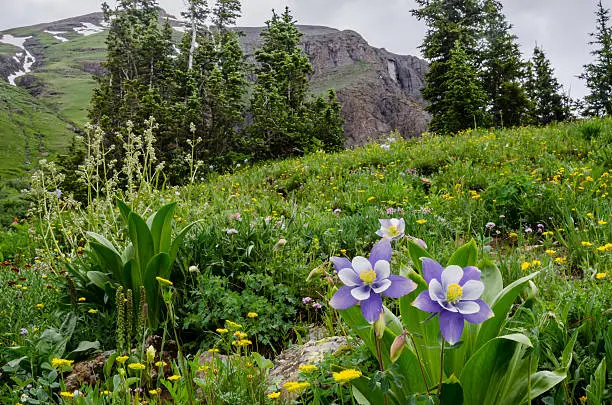 Photo of Columbine and Wildflowers in Colorado Mountain Basin