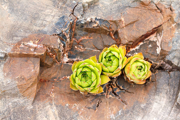 Three lime-green cactus rosettes (sempervivums) growing in brownish-gray petrified wood. Some copy space available.