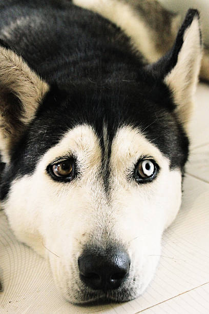 istock Sad husky on the floor 484259786