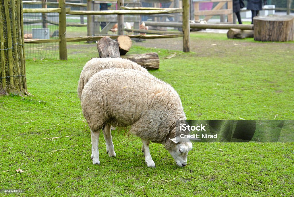 Ovelhas está comendo grama em uma fazenda, Holanda - Foto de stock de 2015 royalty-free