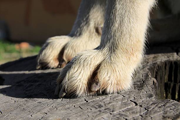 istock husky dog's paws on a log 484260136