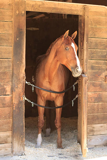 istock Brown bay horse view out the stable in a barn 484260272