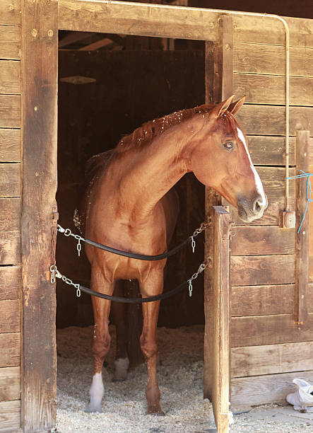 istock Brown bay horse view out the stable in a barn 484260592