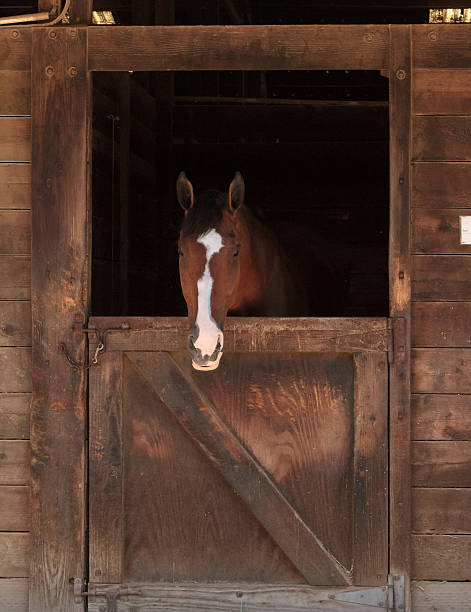 istock Brown bay horse view out the stable 484261300