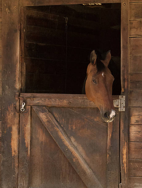 istock Brown bay horse in a stable 484261442