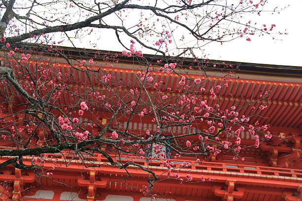 istock Cherry Blossom at the temple 484261458