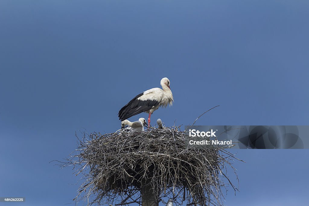 Silhueta de Cegonha branca com fledglings no ninho - Foto de stock de Agricultura royalty-free