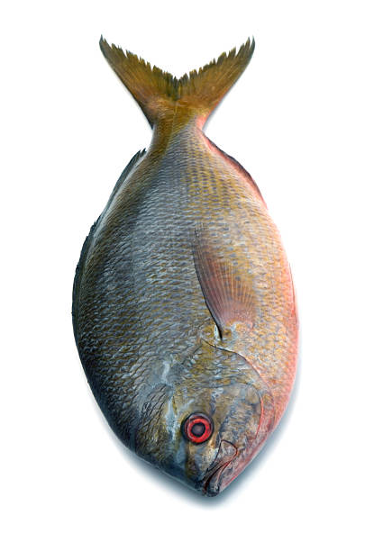 Yellowtail fusilier fish isolated on white background