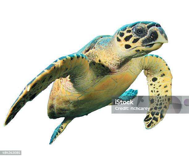 Hawksbill Sea Turtle Isolated Stock Photo - Download Image Now - Turtle, Sea Turtle, Cut Out