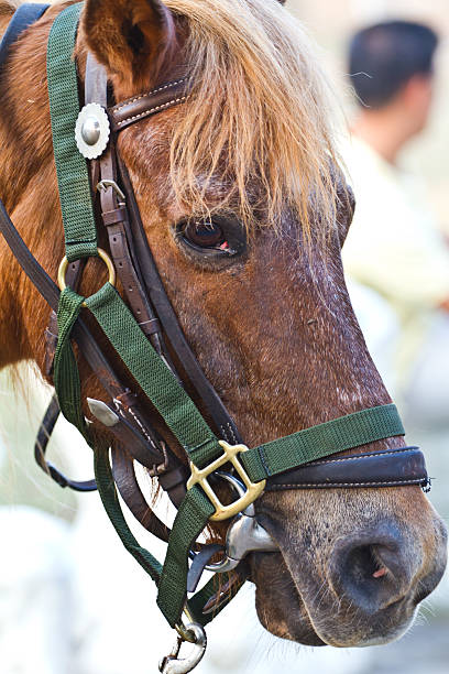 istock Head of horse 484263845