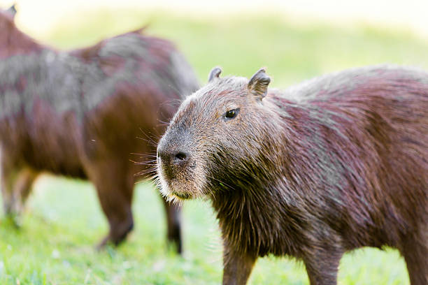 istock Capybara in Pantanal, Brazil 484263874