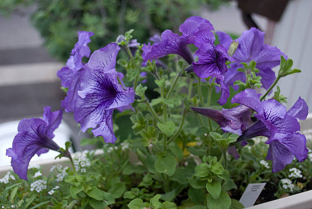 Purple petunias stock photo