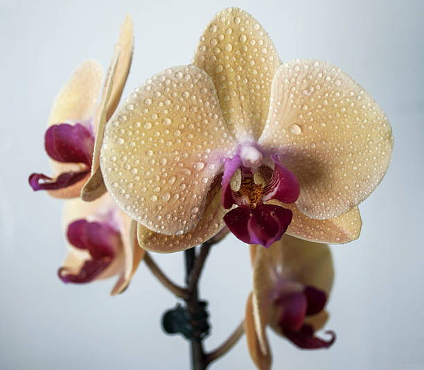 Beautiful yellow orchid in the rain stock photo