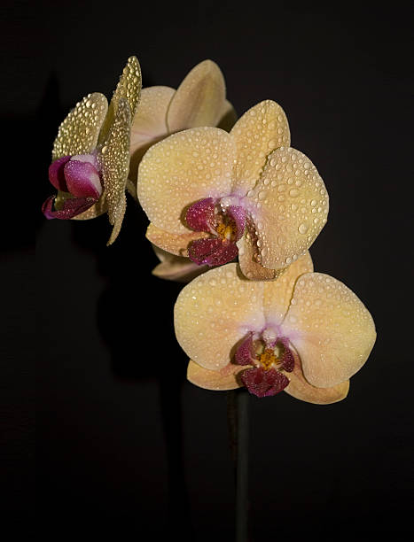 Beautiful yellow orchid on black background stock photo