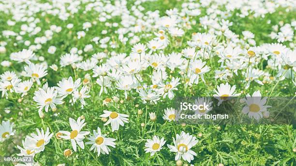 Chrysanthemum Vintage Stock Photo - Download Image Now - Appalachia, Appalachian Mountains, Awe