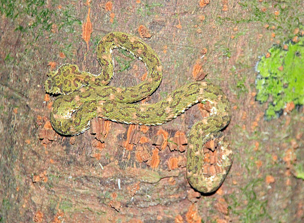 istock Eyelash Pit Viper Bothriechis schlegelii small poisons Costa Rica 484264903
