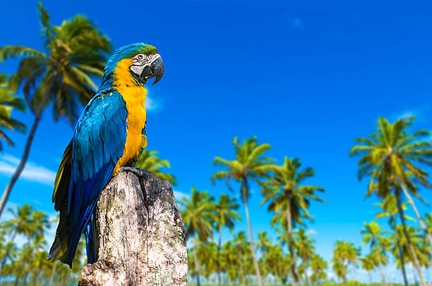 istock Colorful Macaw bringing beauty to nature 484264910