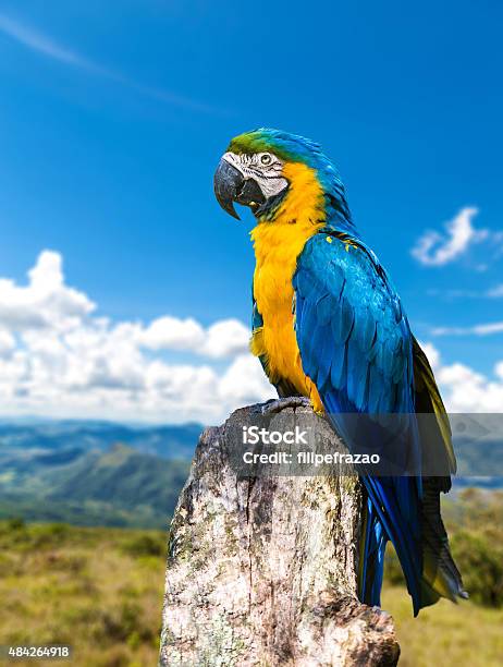 Colorful Macaw Bringing Beauty To Nature Stock Photo - Download Image Now - Mato Grosso do Sul State, Mato Grosso State, Awe