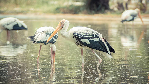 istock Yellow-billed Stork (Mycteria ibis) fishing 484265549