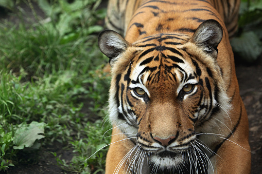 Close-up of tiger stalking its prey hiding behind a bush