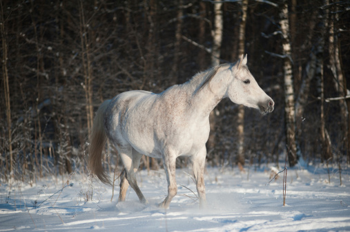 White horse in snow sunny day