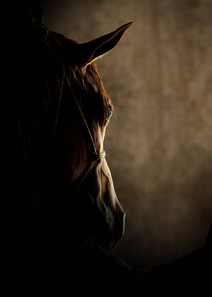 Horse head detail