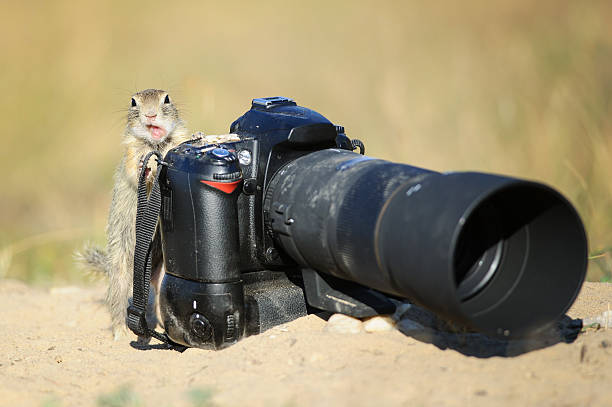 ﾀｯｷｴ 땅다람쥐 전문적인 카메라 및 영업중 구강 - squirrel softness wildlife horizontal 뉴스 사진 이미지