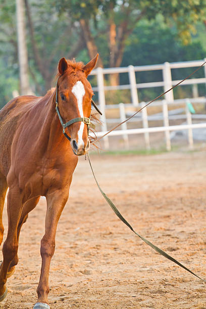 horse riding in farm