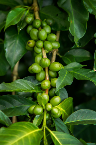 Fresh coffee beans growing.
