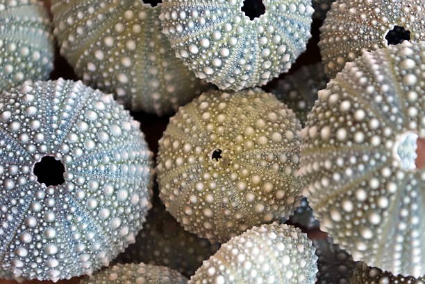 istock Kina - NZ Sea Urchin (Evechinus Chloroticus) 484266775