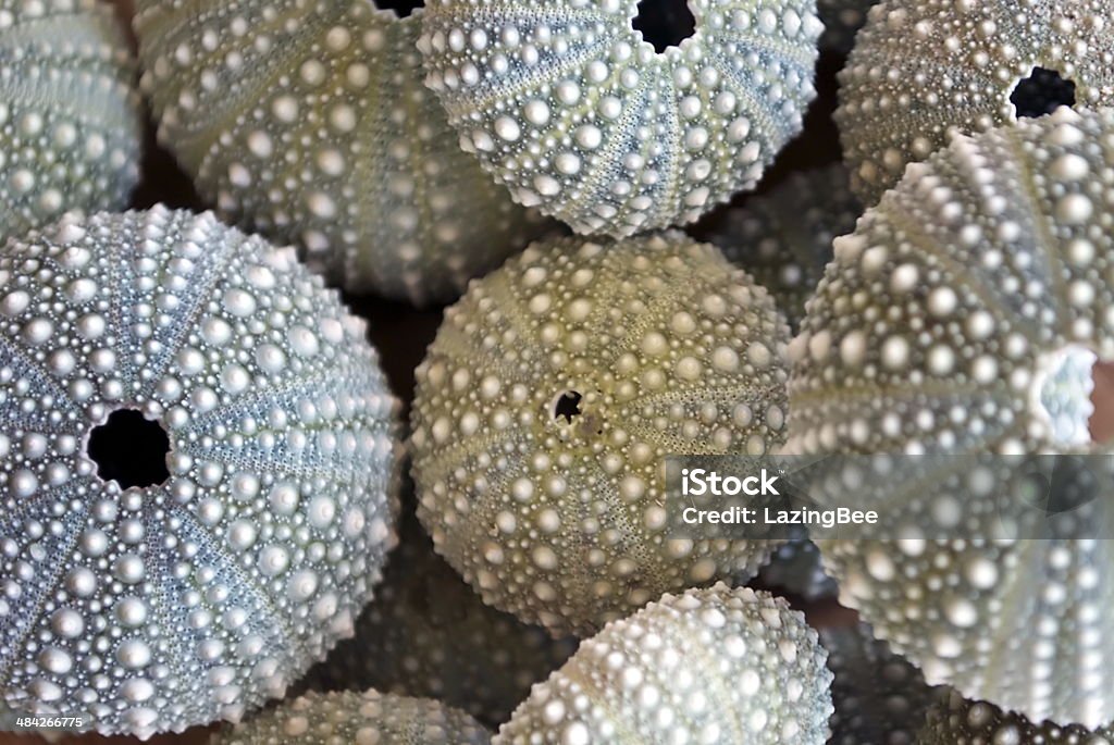 Kina - NZ Sea Urchin (Evechinus Chloroticus) A Background of Kina Shells with differential focus. The focus is on the top Kina Shell. This photo is in soft focus. Animal Shell Stock Photo