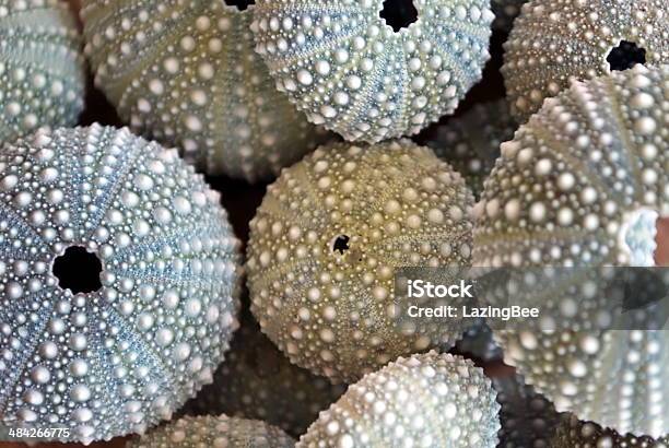 Kina Nz Sea Urchin Stock Photo - Download Image Now - Animal Shell, Circle, Sea Urchin