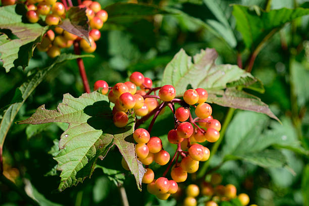 Highbush Cranberry (Viburnum opulus var. americanum) Fruit and Leaves