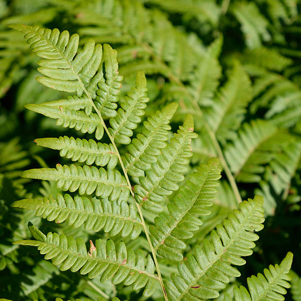 istock Bracken Fern (Pteridium aquilinum) Leaf Blade 484267520