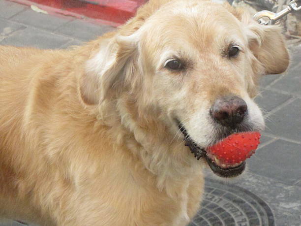 istock Dog Playing With Red Ball 484267800