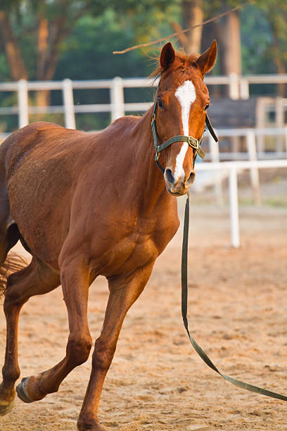 horse riding in farm