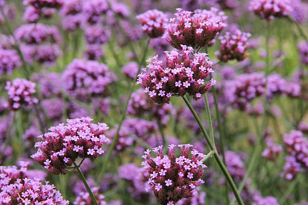 Verbena bonariensis flower