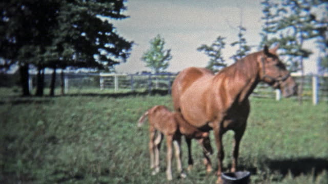 1973: Mother and baby horse stay close to keep safe.