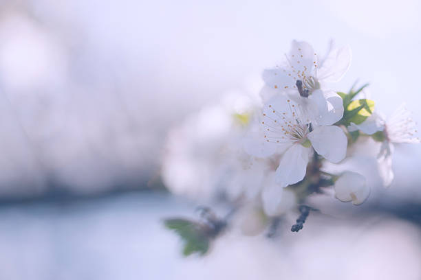 istock Vintage photo of tree flower 484273238