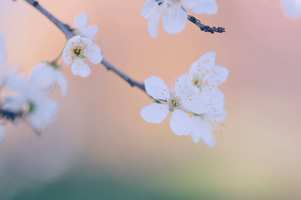 istock Vintage photo of tree flower 484273256