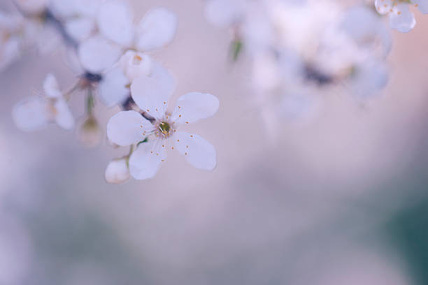 istock Vintage photo of tree flower 484273340