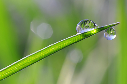 Beautiful water drops after rain on green leaf in macro