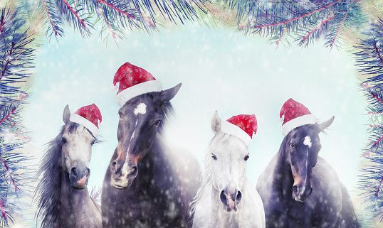 Herd of horses with Santa hat on winter snow and Christmas tree background. Banner for website.